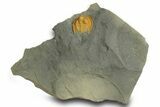 Orange Trinucleid Trilobite (Declivolithus) - Mecissi, Morocco #372455-1